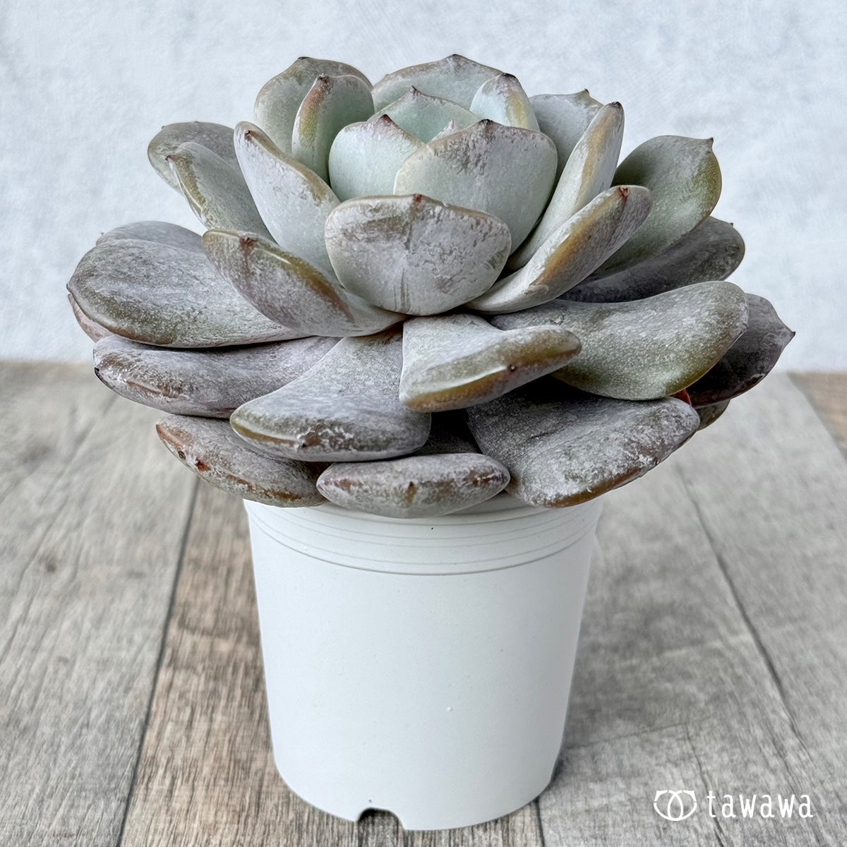 New Arrivals: Ice Green