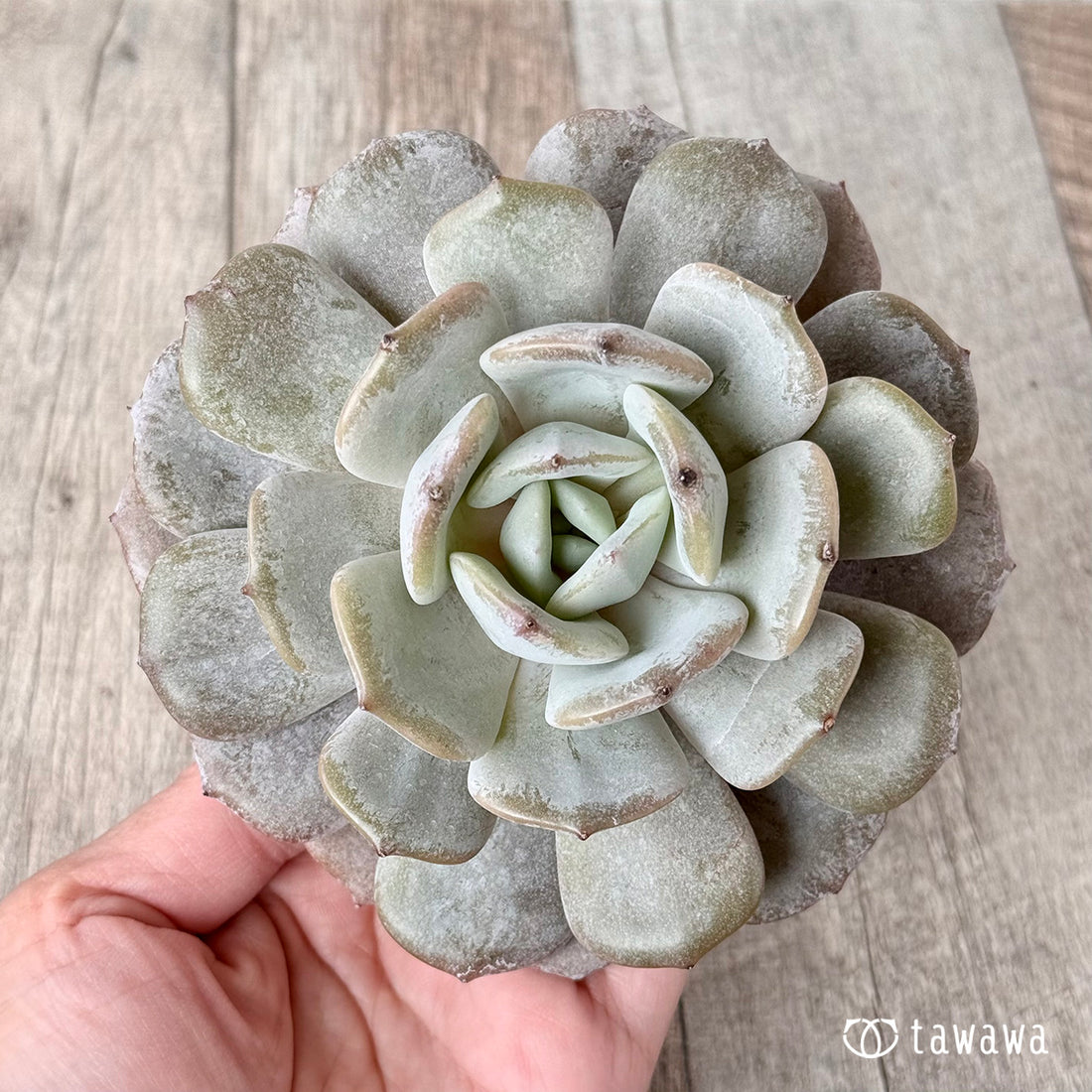 New Arrivals: Ice Green