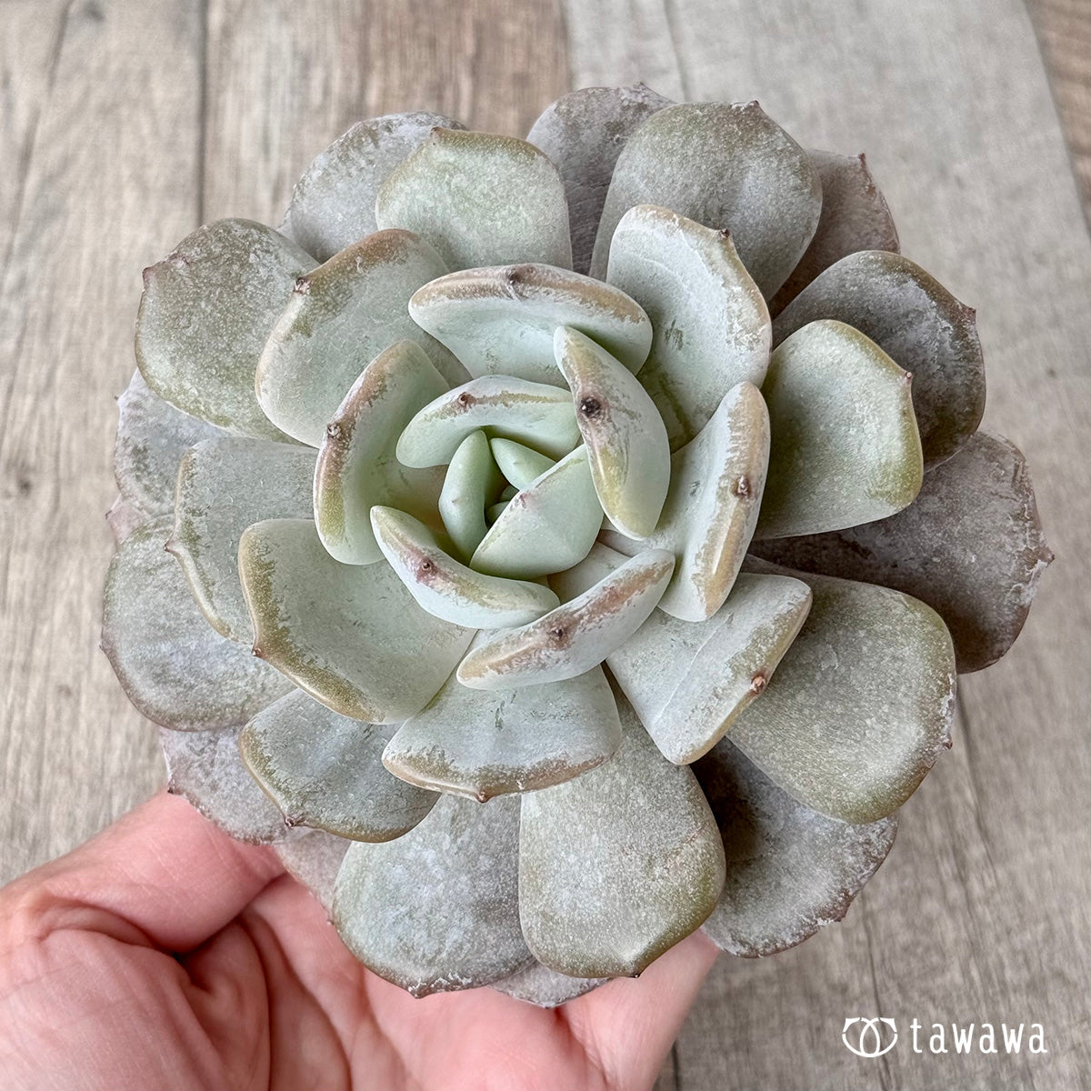 New Arrivals: Ice Green