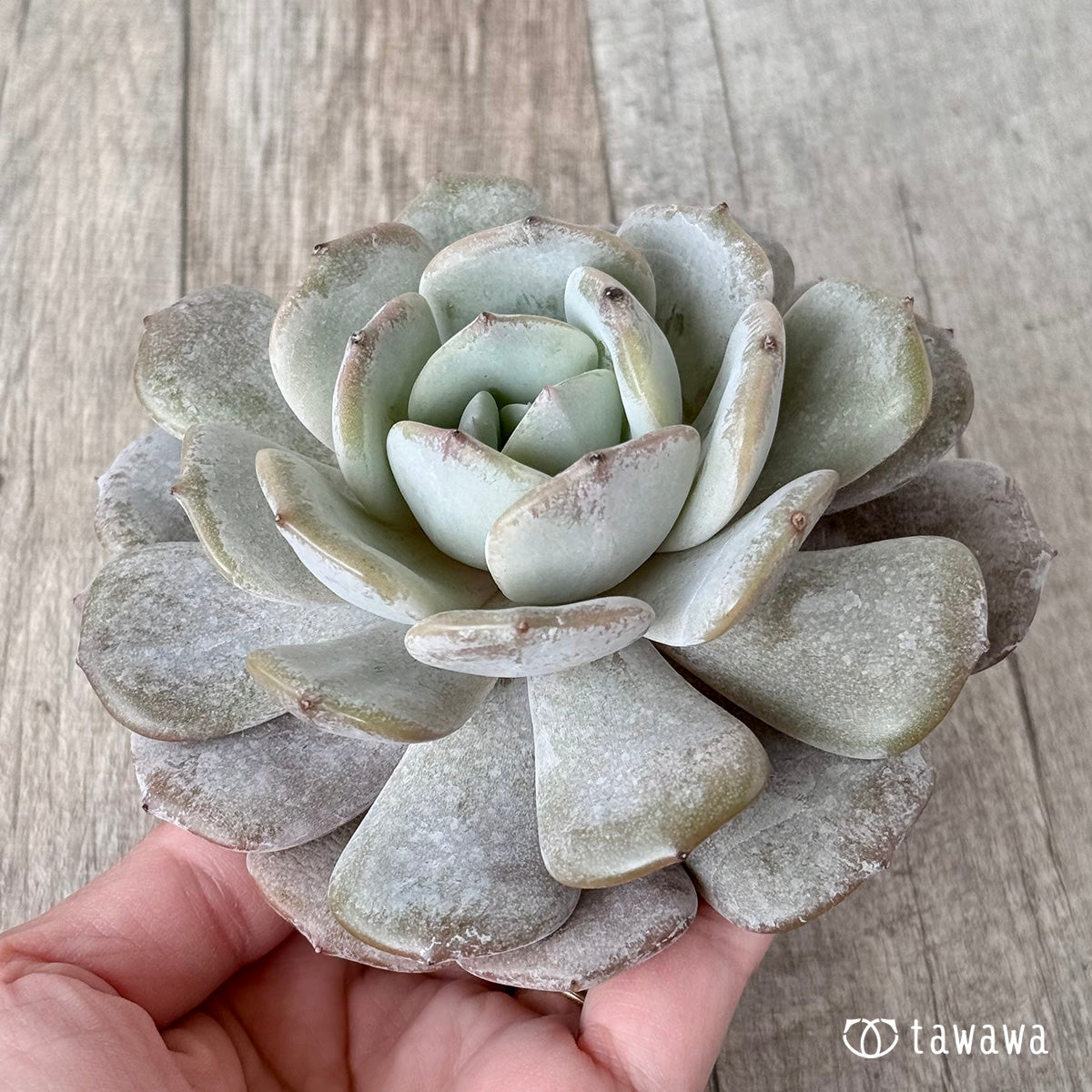 New Arrivals: Ice Green