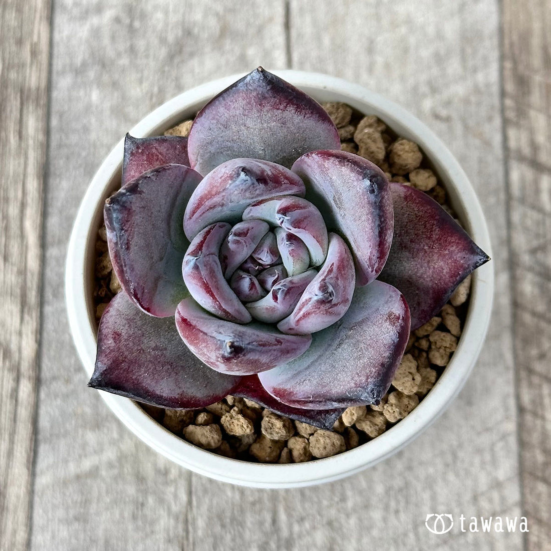 ブラックサバス【単頭・5センチ】(むっちりタイプ)