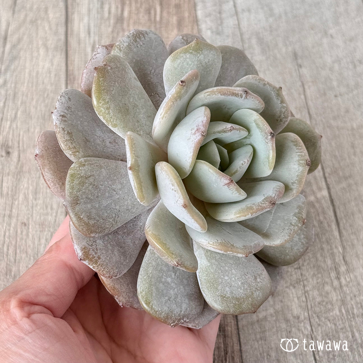 New Arrivals: Ice Green