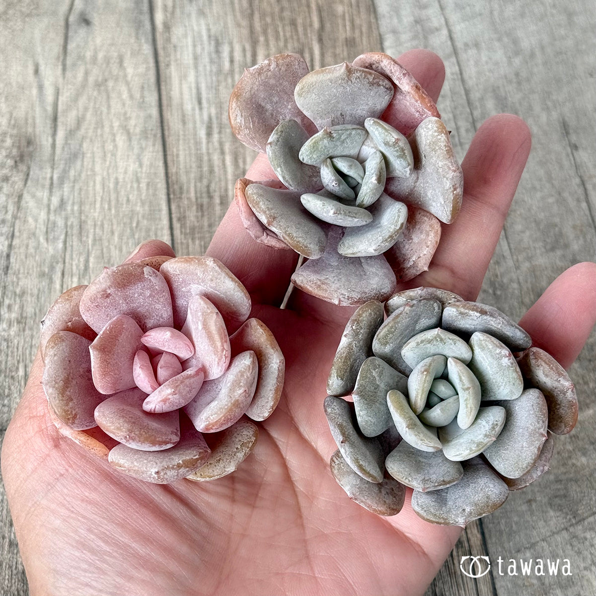 New Arrivals: Ice Green