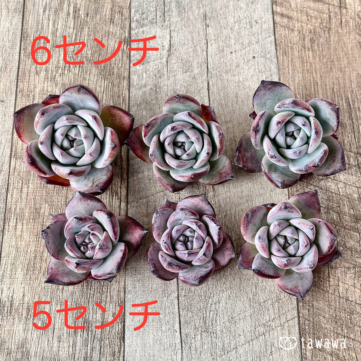 ブラックサバス【単頭・6センチ】(むっちりタイプ)