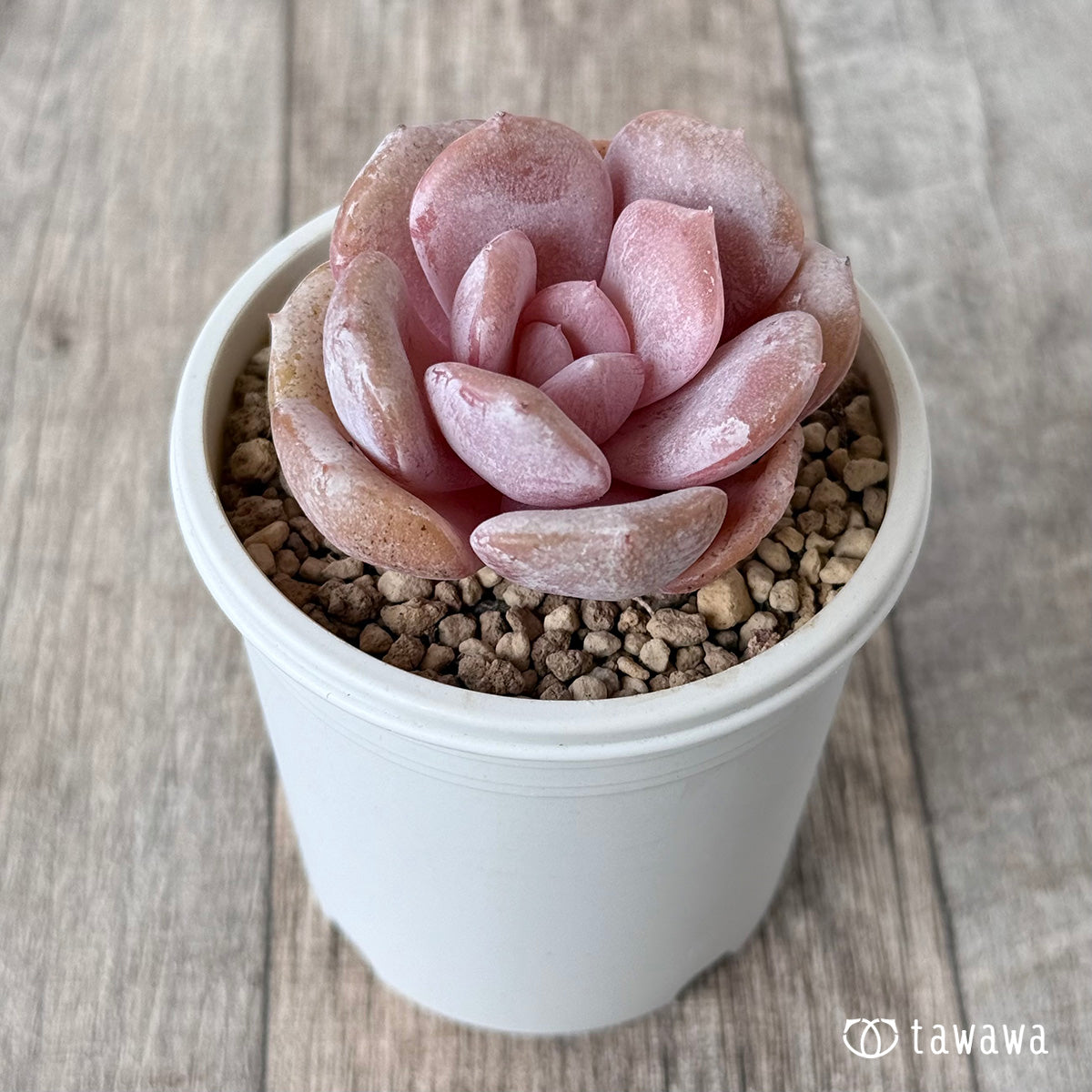 New Arrivals: Ice Green