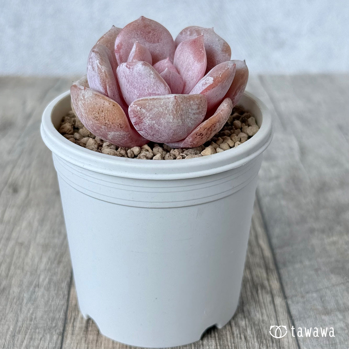 New Arrivals: Ice Green