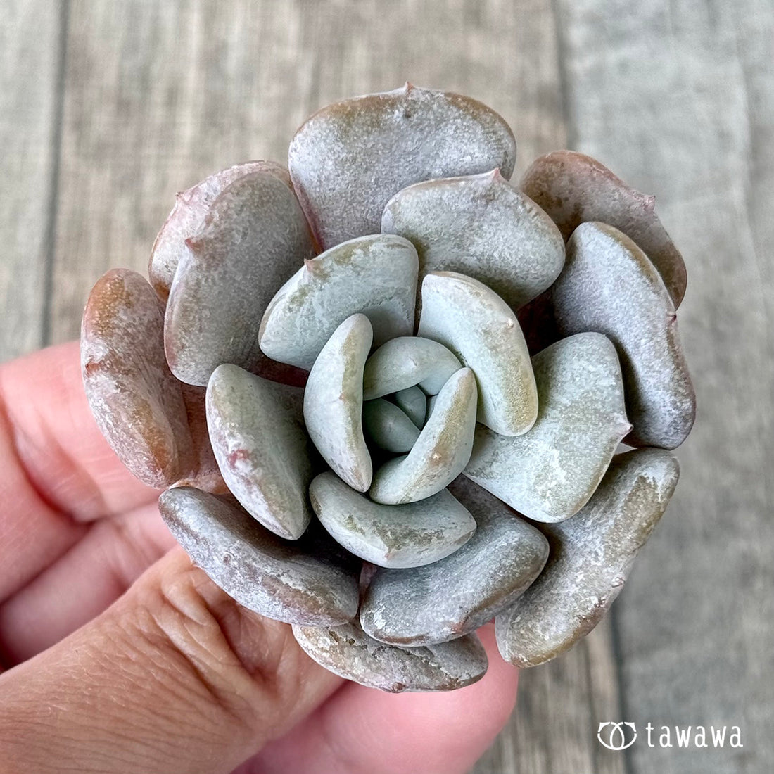 New Arrivals: Ice Green