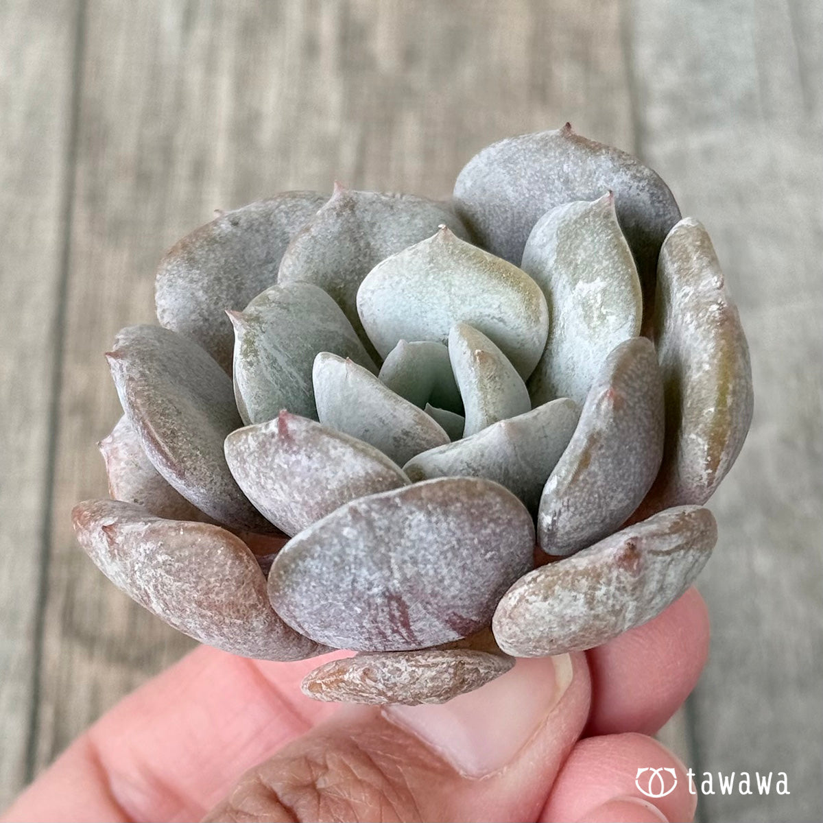 New Arrivals: Ice Green