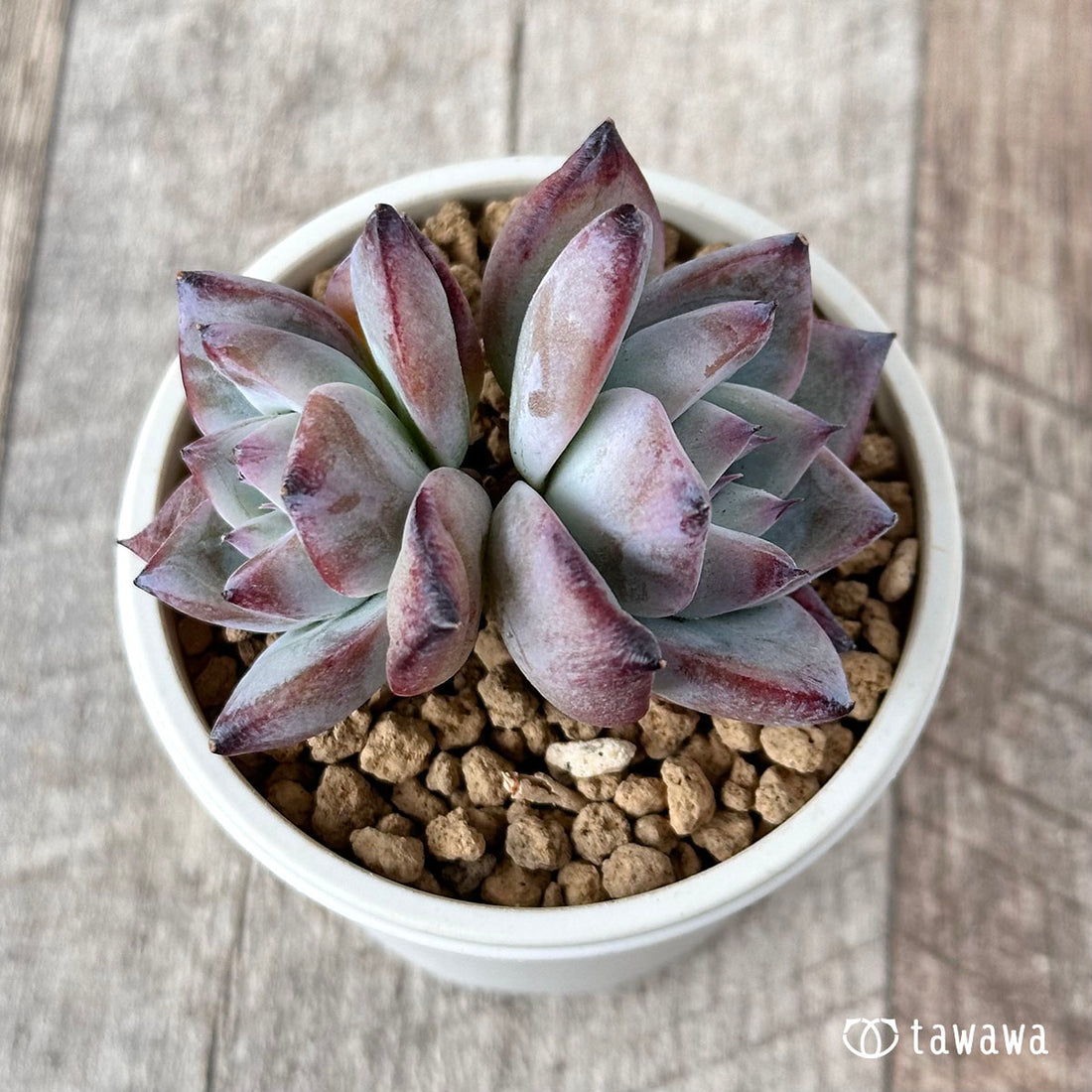 ブラックサバス【多頭】(むっちりタイプ)