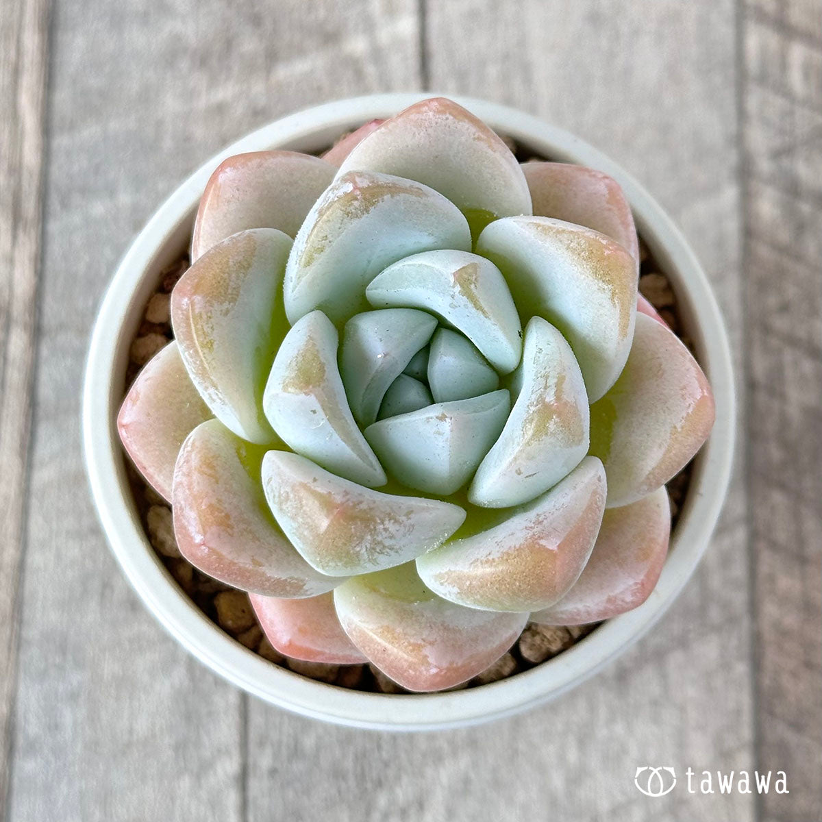 New Arrivals: Ice Green