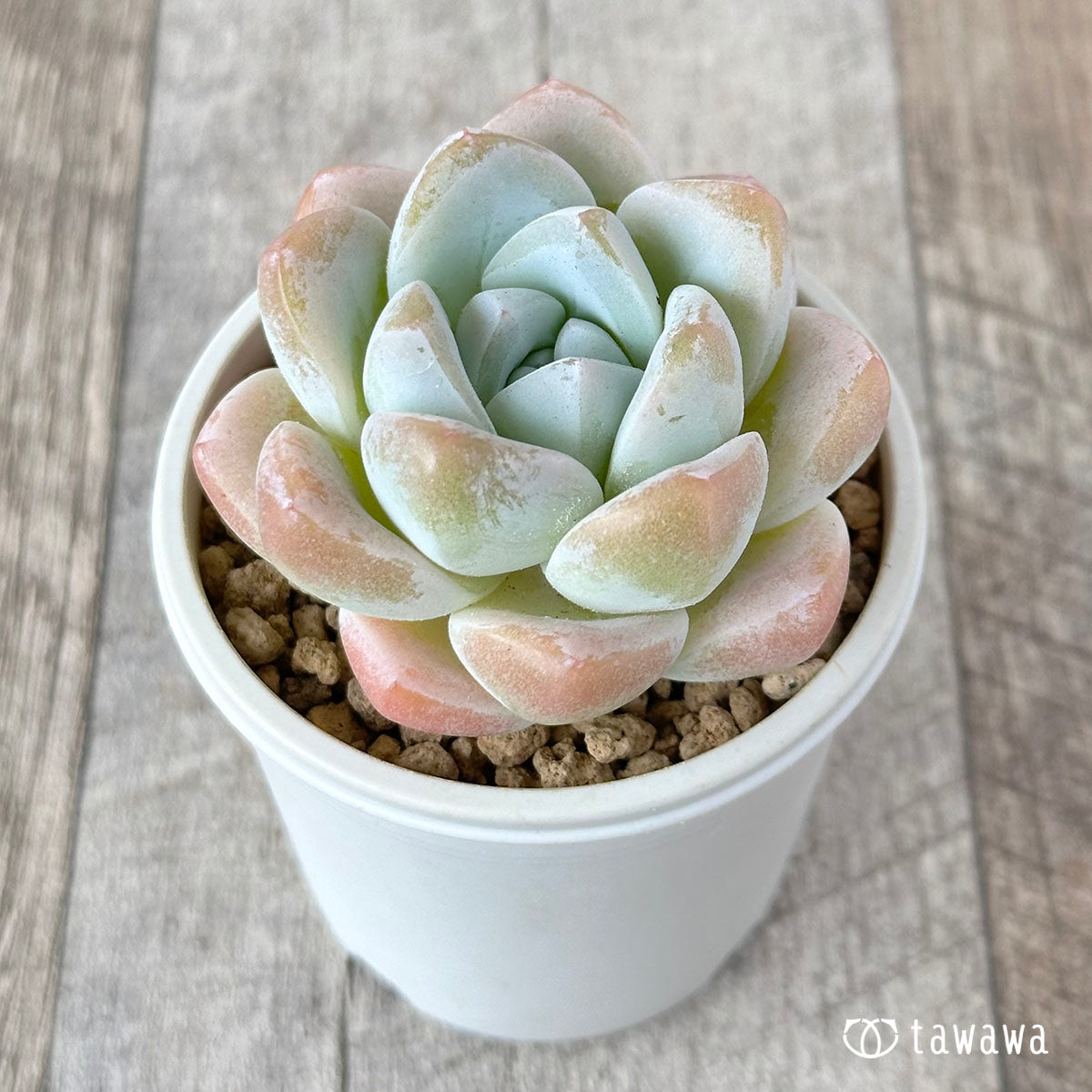New Arrivals: Ice Green