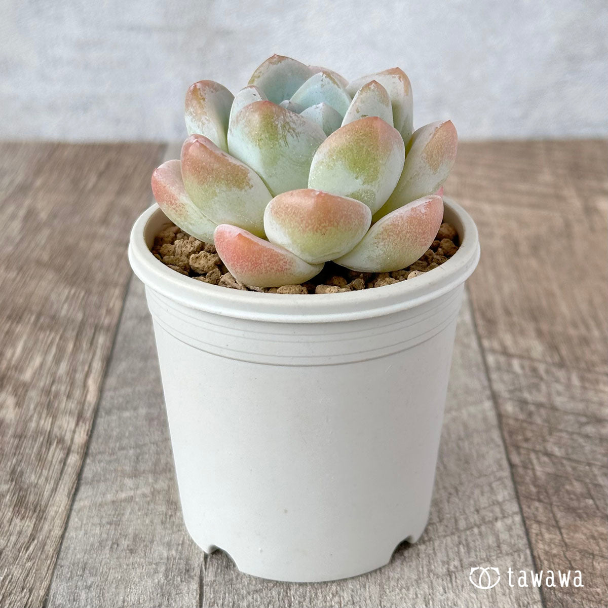 New Arrivals: Ice Green