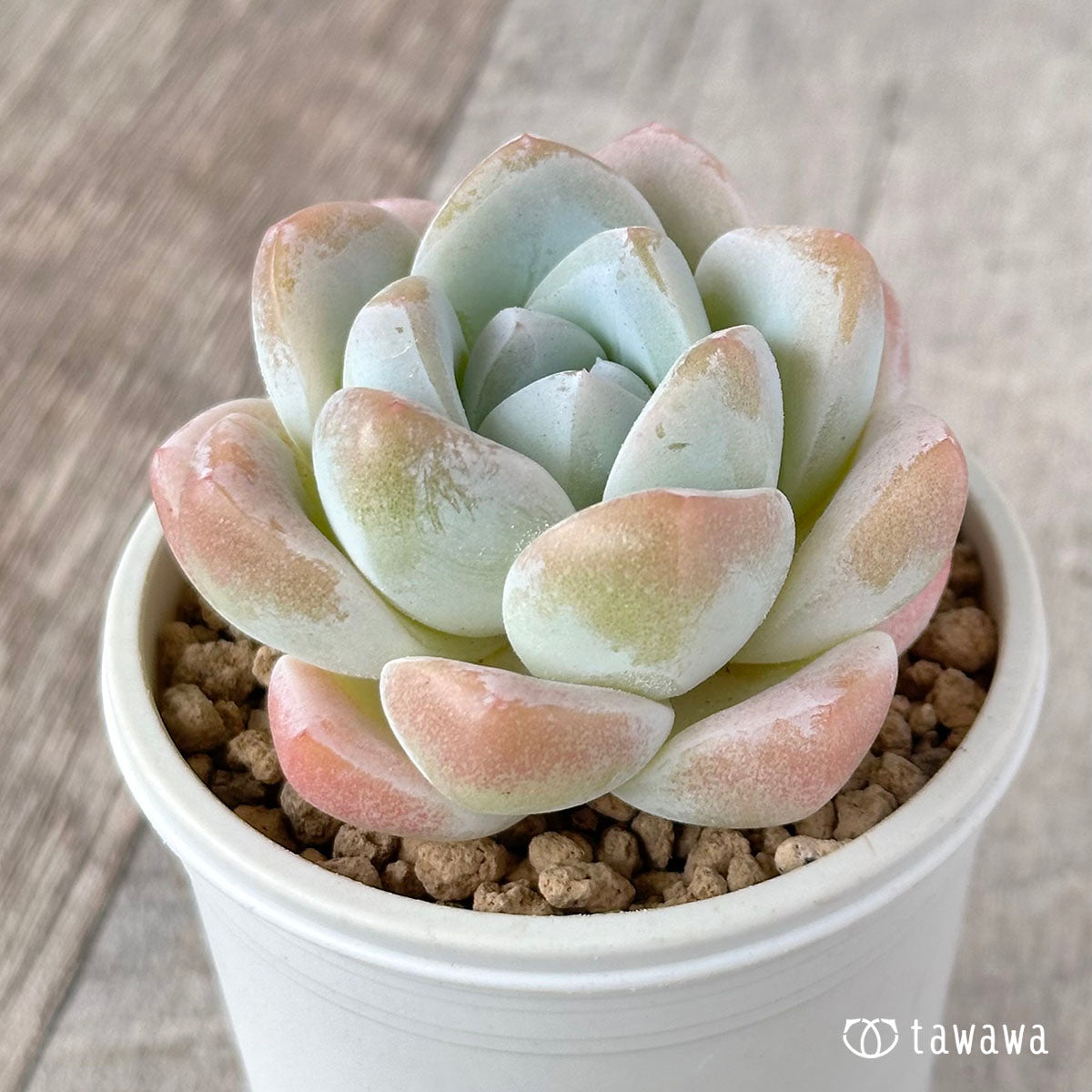 New Arrivals: Ice Green