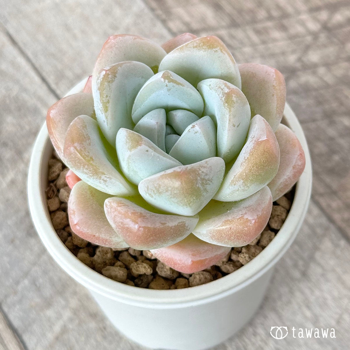 New Arrivals: Ice Green