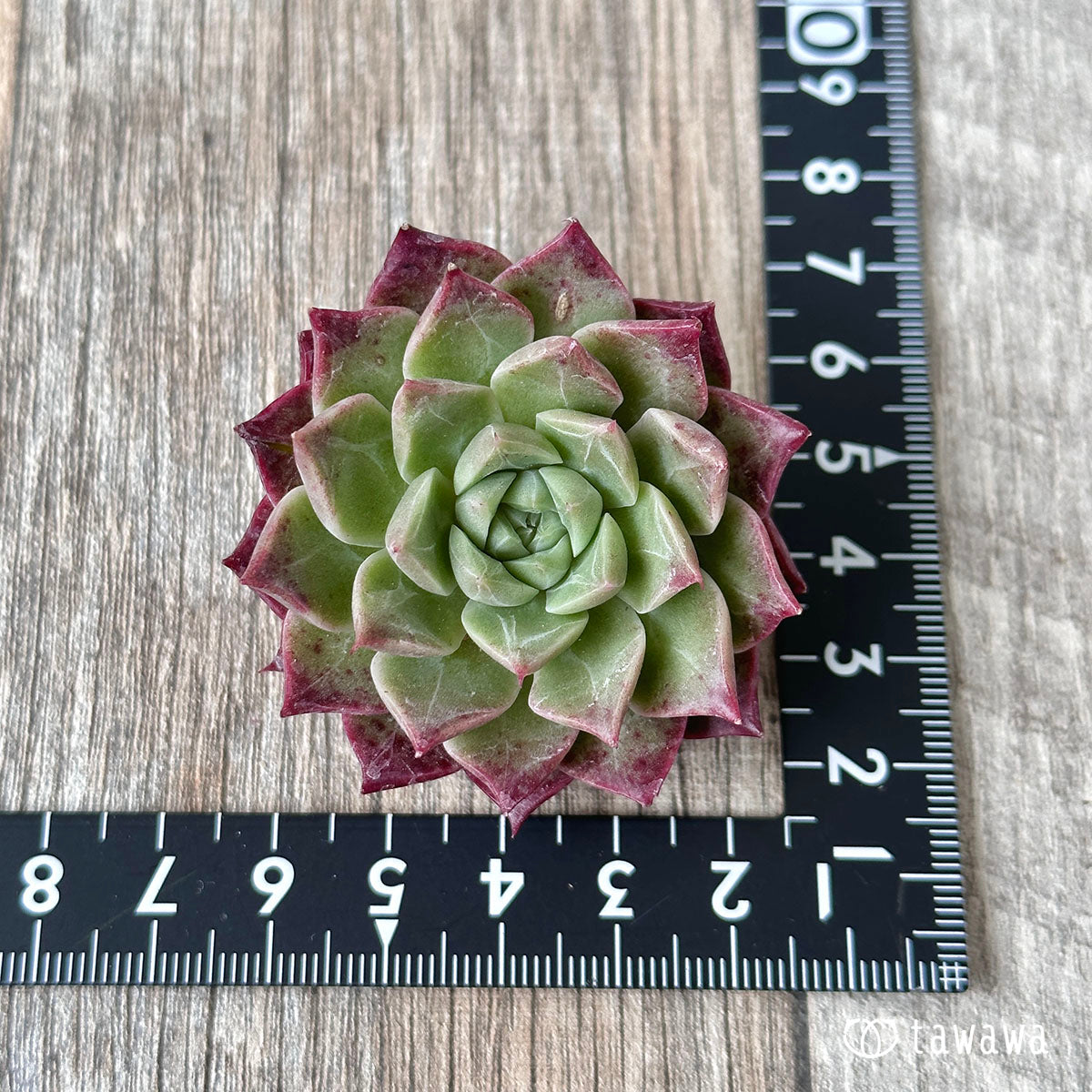 New Arrivals: Ice Green