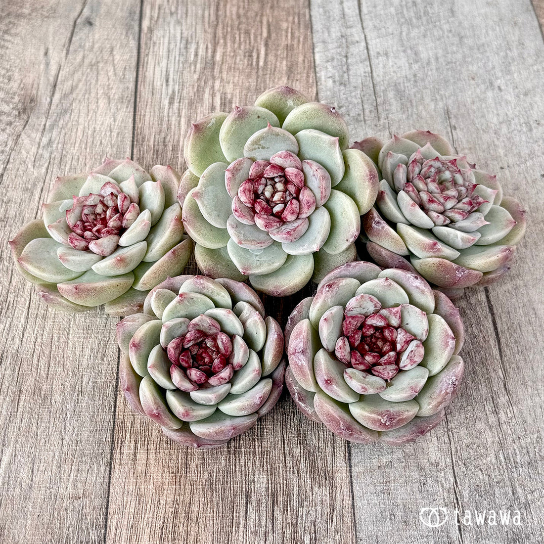 レッドベルベット(チャンヒー農園苗)