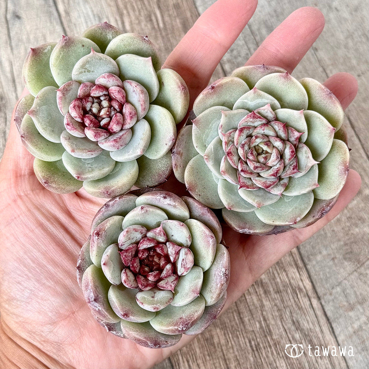 レッドベルベット(チャンヒー農園苗)