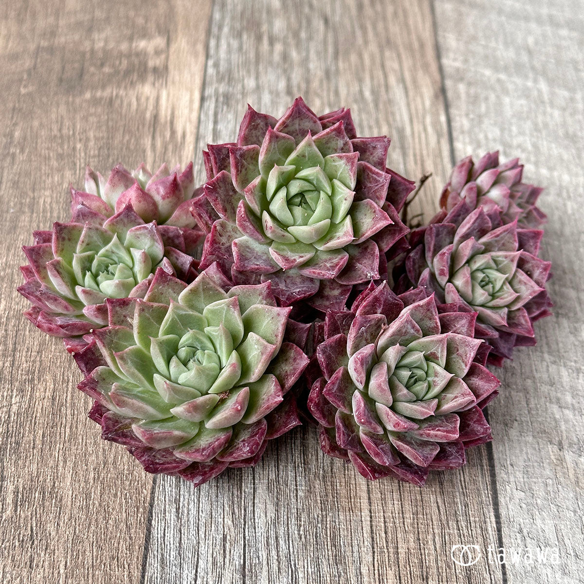 New Arrivals: Ice Green