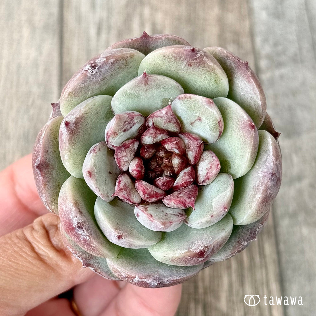 レッドベルベット(チャンヒー農園苗)