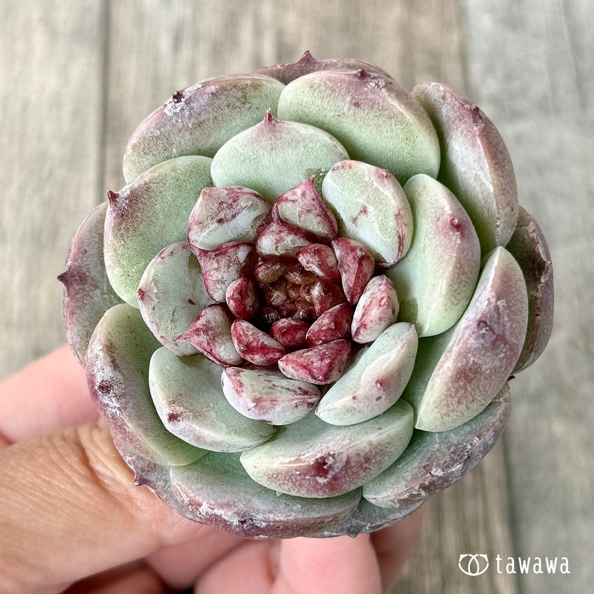 Red Velvet (Jangheui Farm Seedlings)
