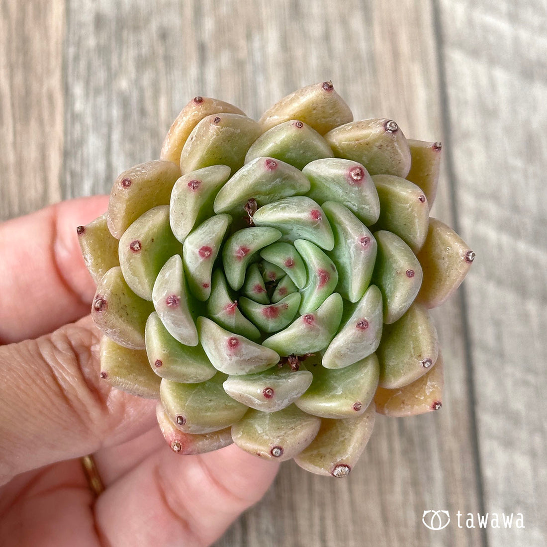 New Arrivals: Ice Green