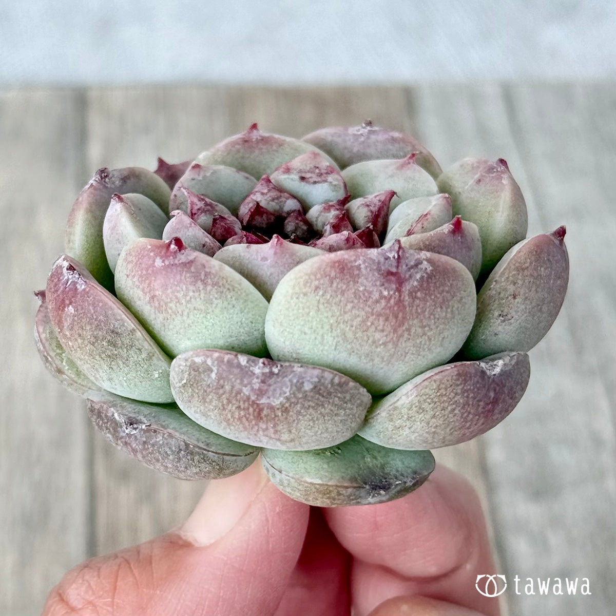Red Velvet (Jangheui Farm Seedlings)