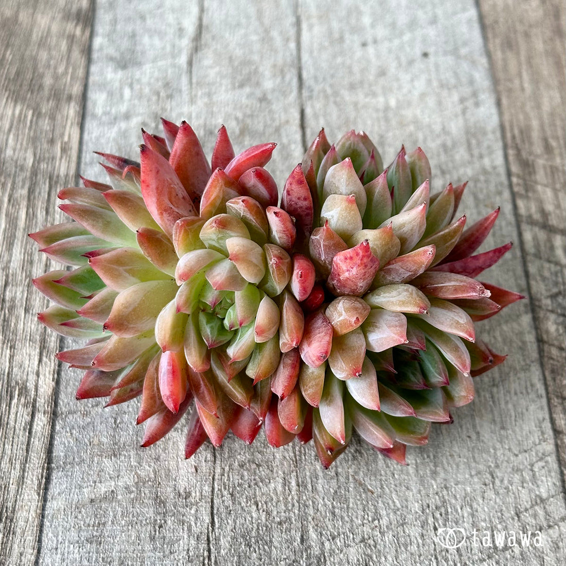 ポルテ【多頭】