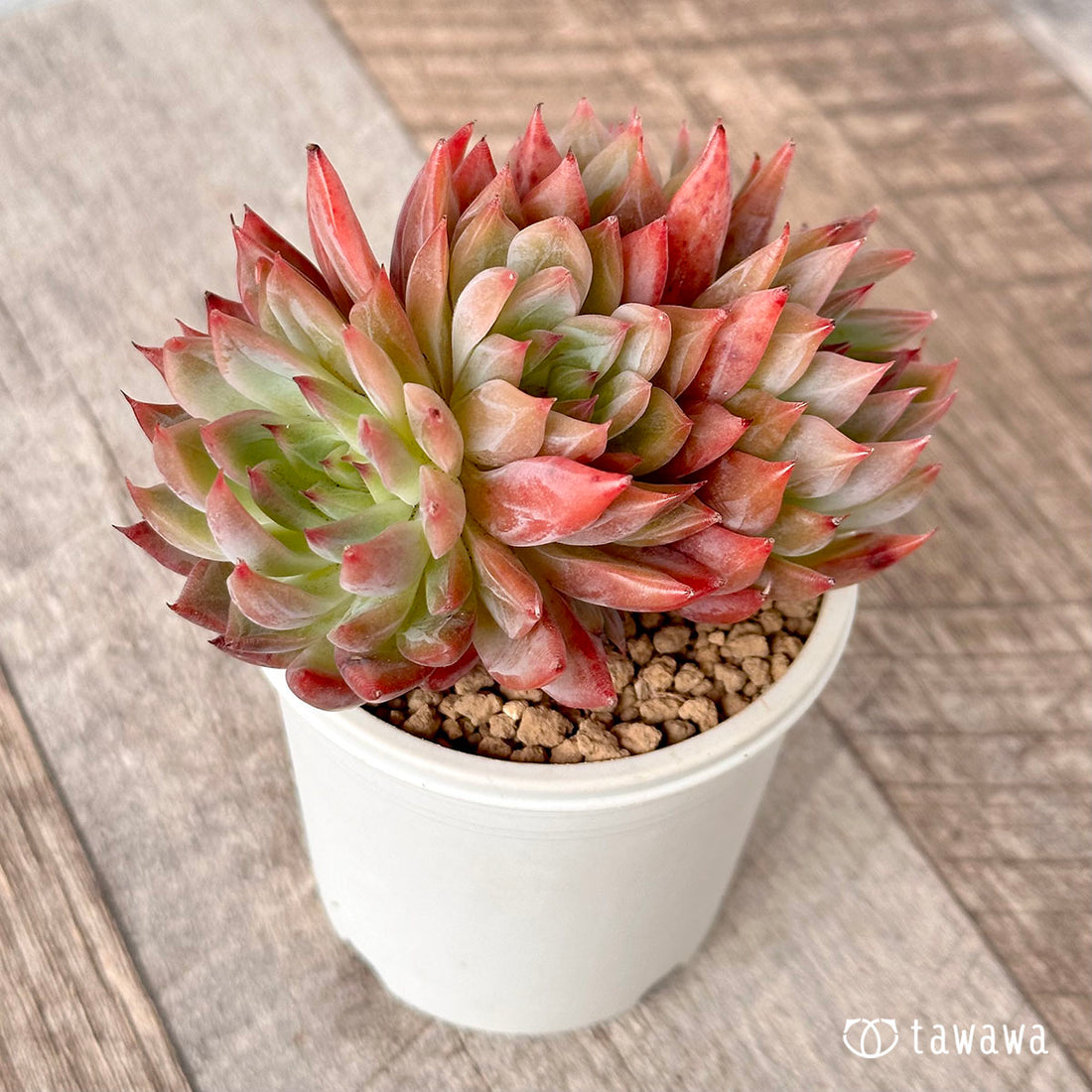 ポルテ【多頭】