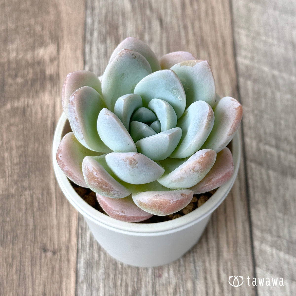 New Arrivals: Ice Green