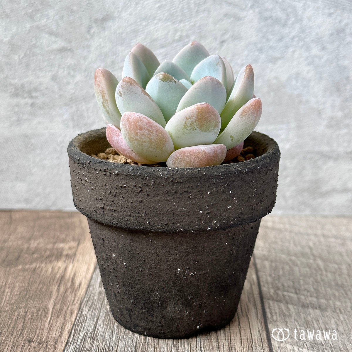 New Arrivals: Ice Green