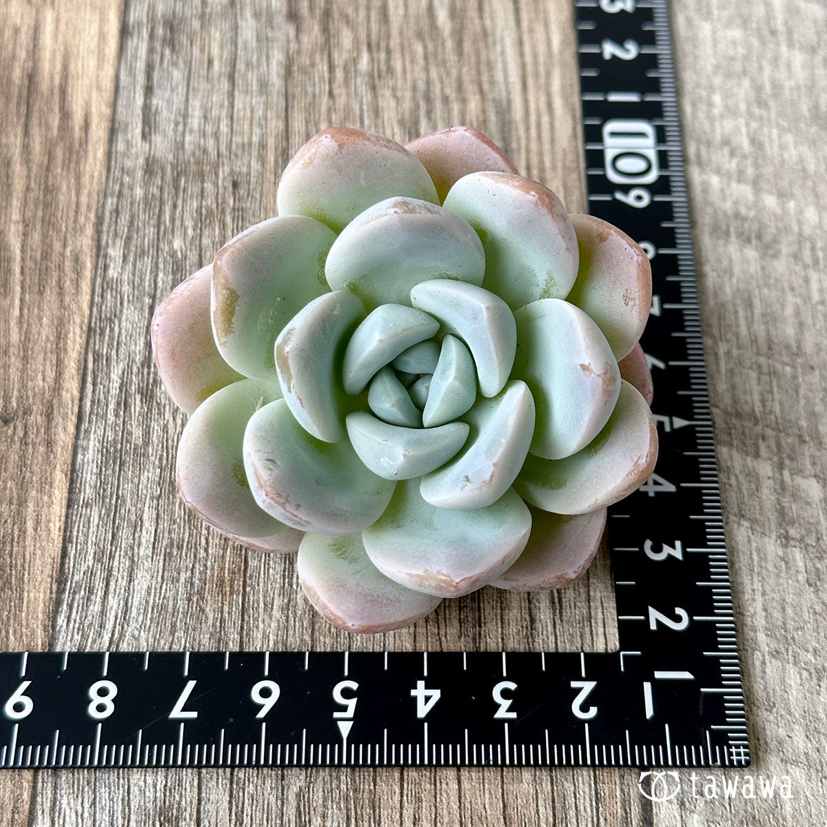 New Arrivals: Ice Green