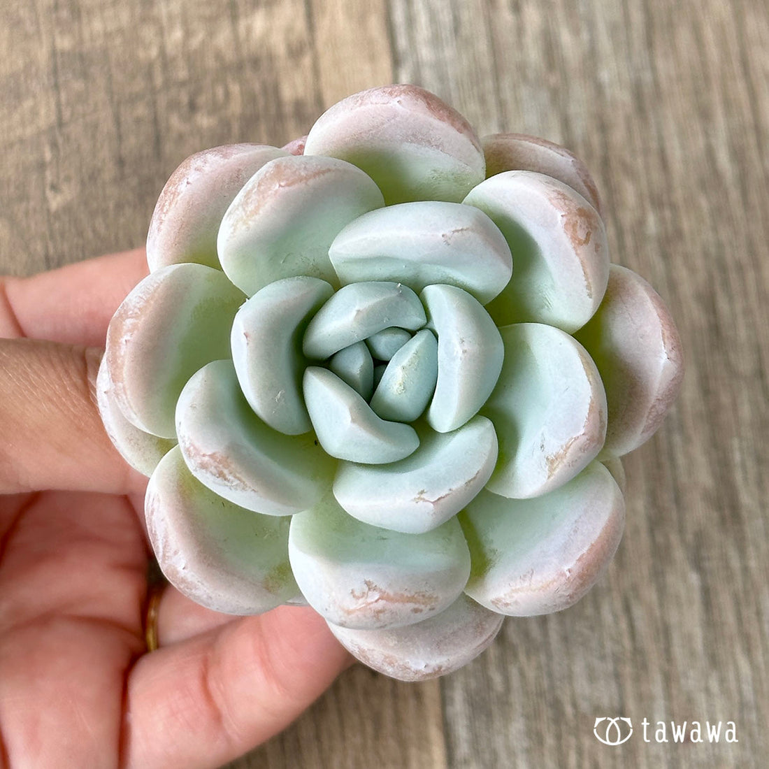 New Arrivals: Ice Green