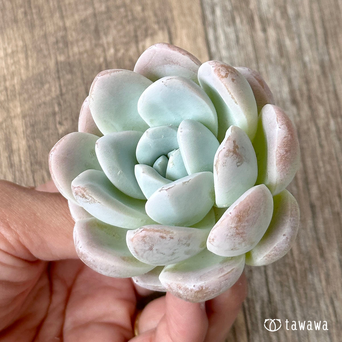 New Arrivals: Ice Green