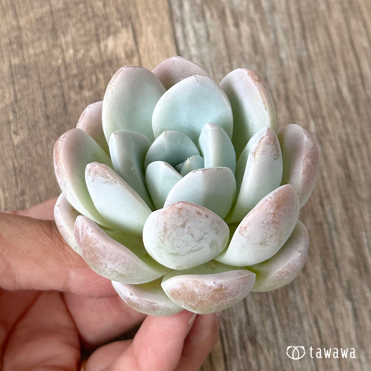 New Arrivals: Ice Green