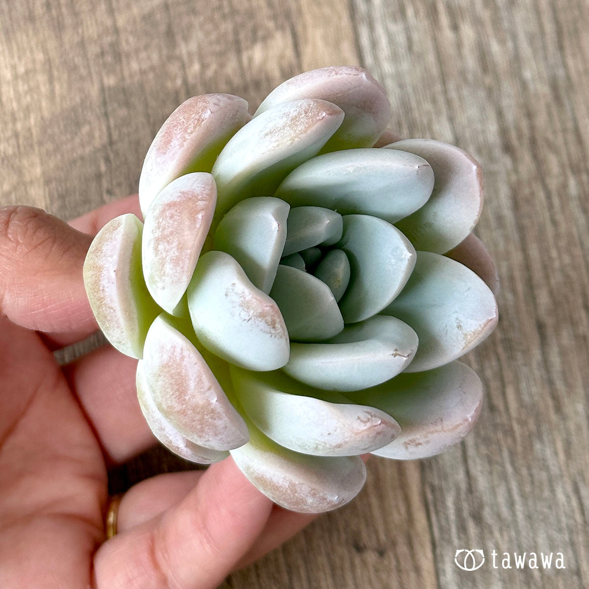 New Arrivals: Ice Green