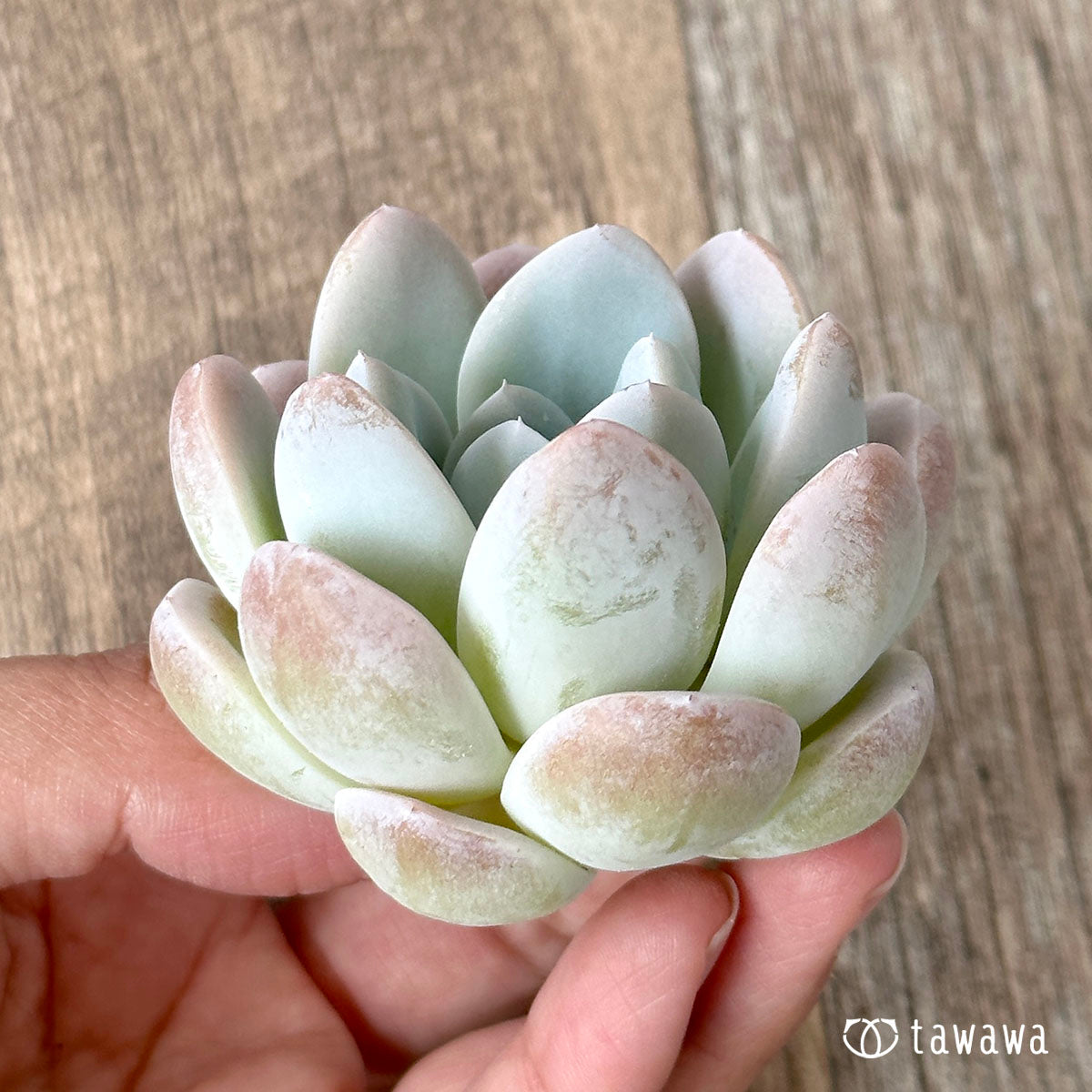 New Arrivals: Ice Green