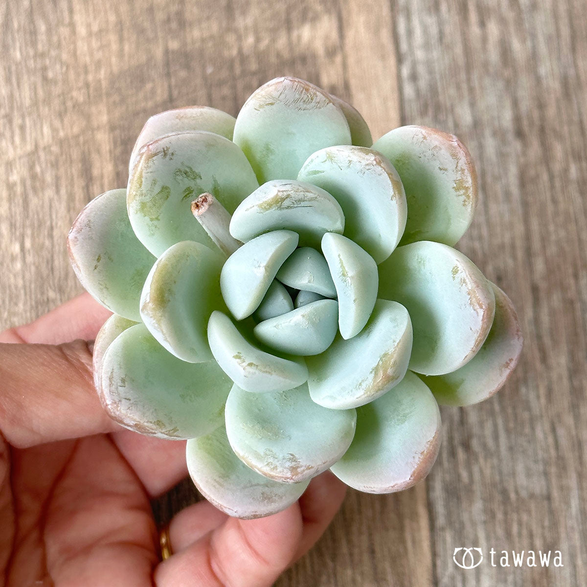 New Arrivals: Ice Green