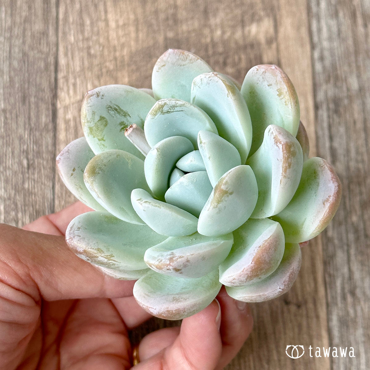 New Arrivals: Ice Green