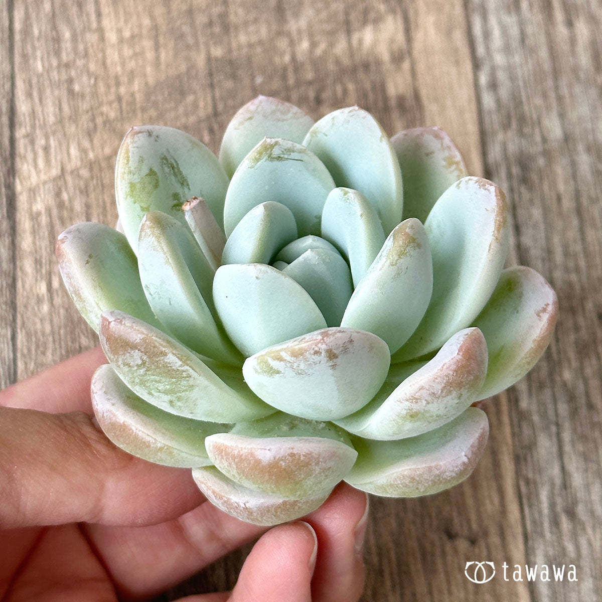 New Arrivals: Ice Green
