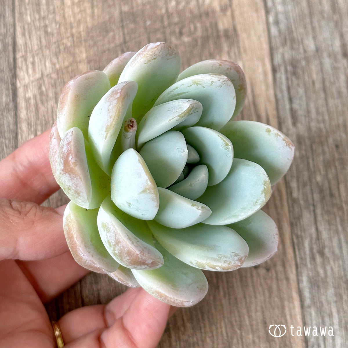 New Arrivals: Ice Green