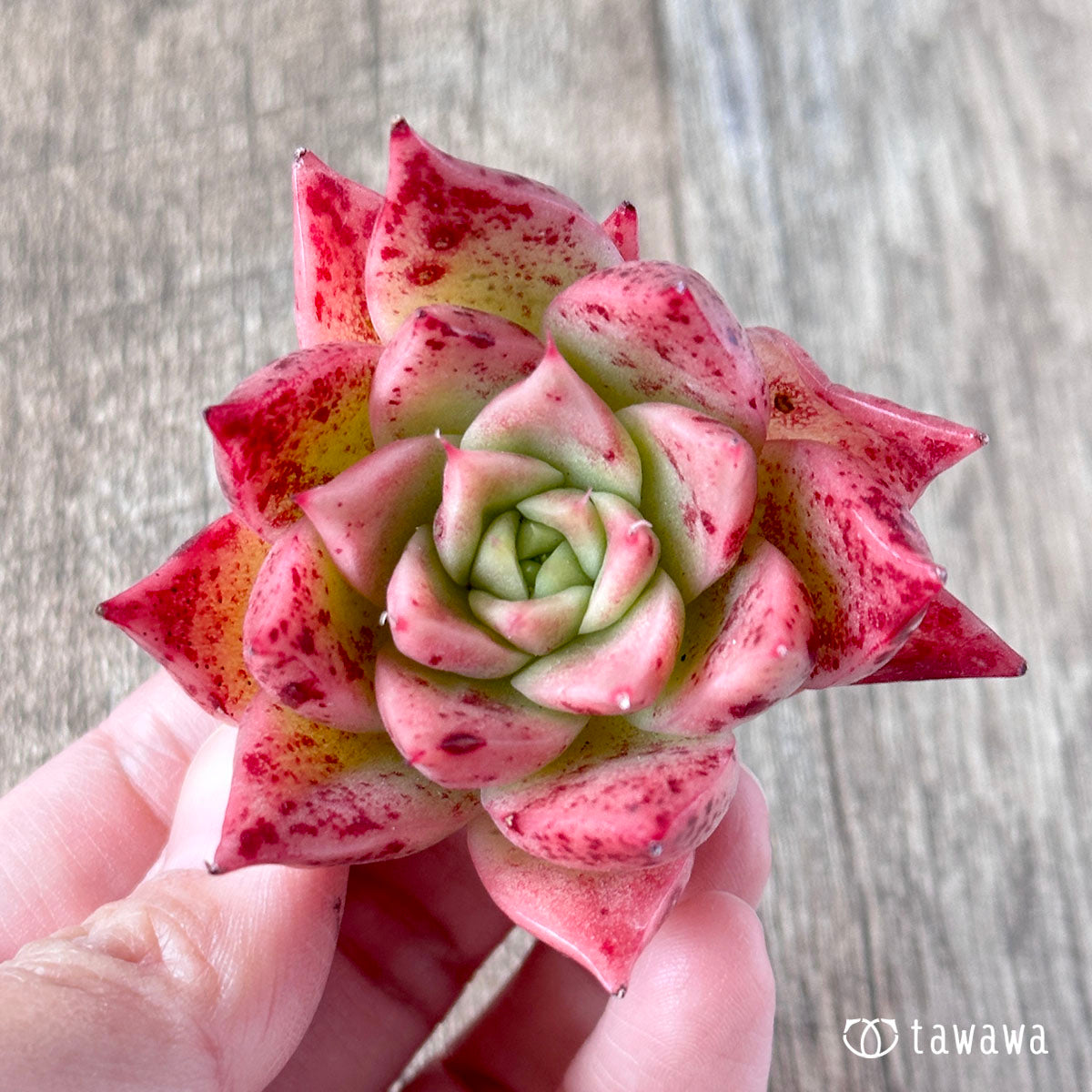 スーパーリナ