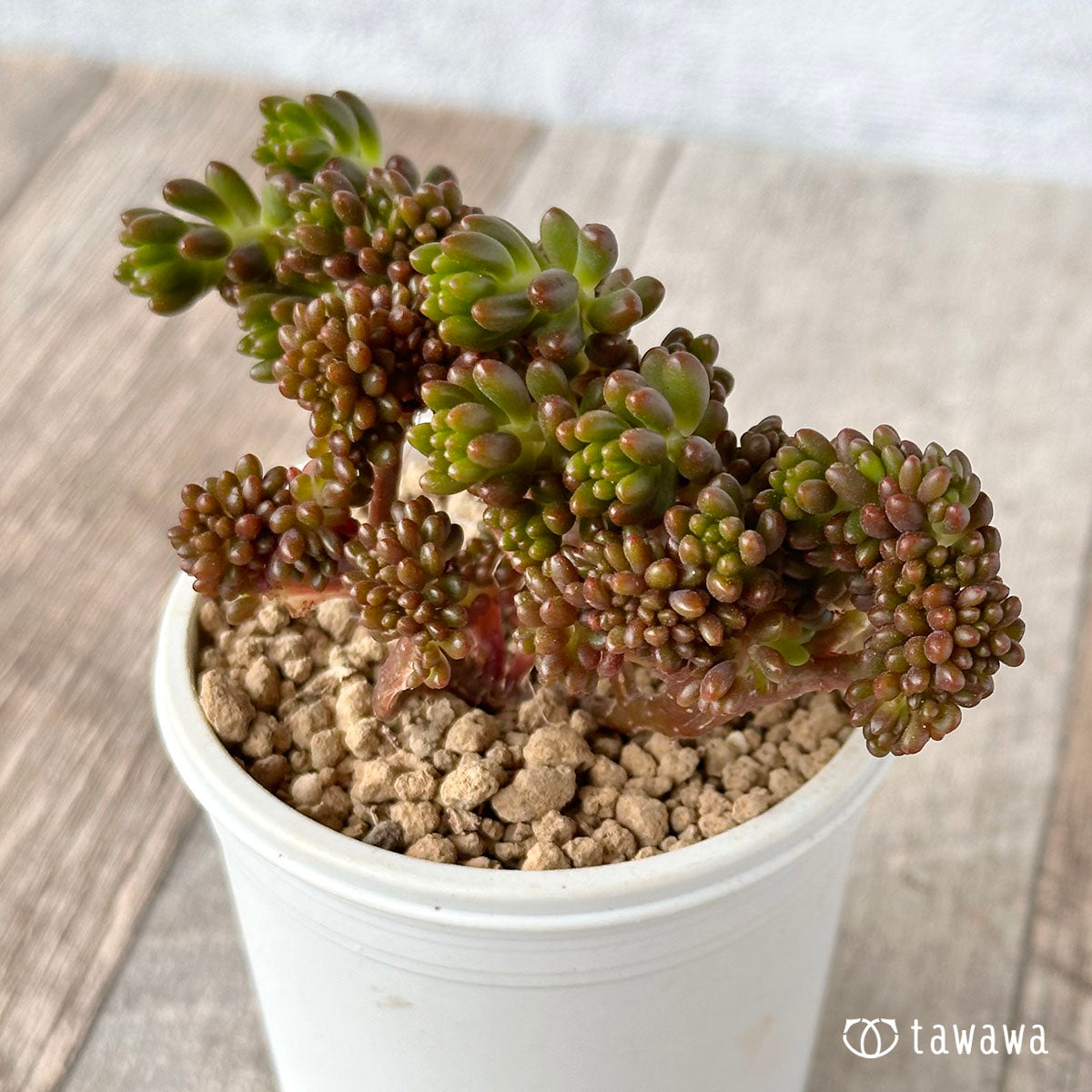レッドベリー綴化