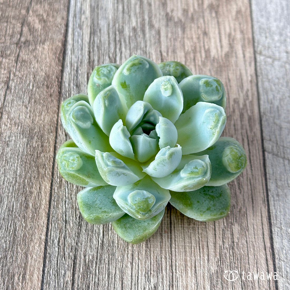 アルビカンス バンプ ①