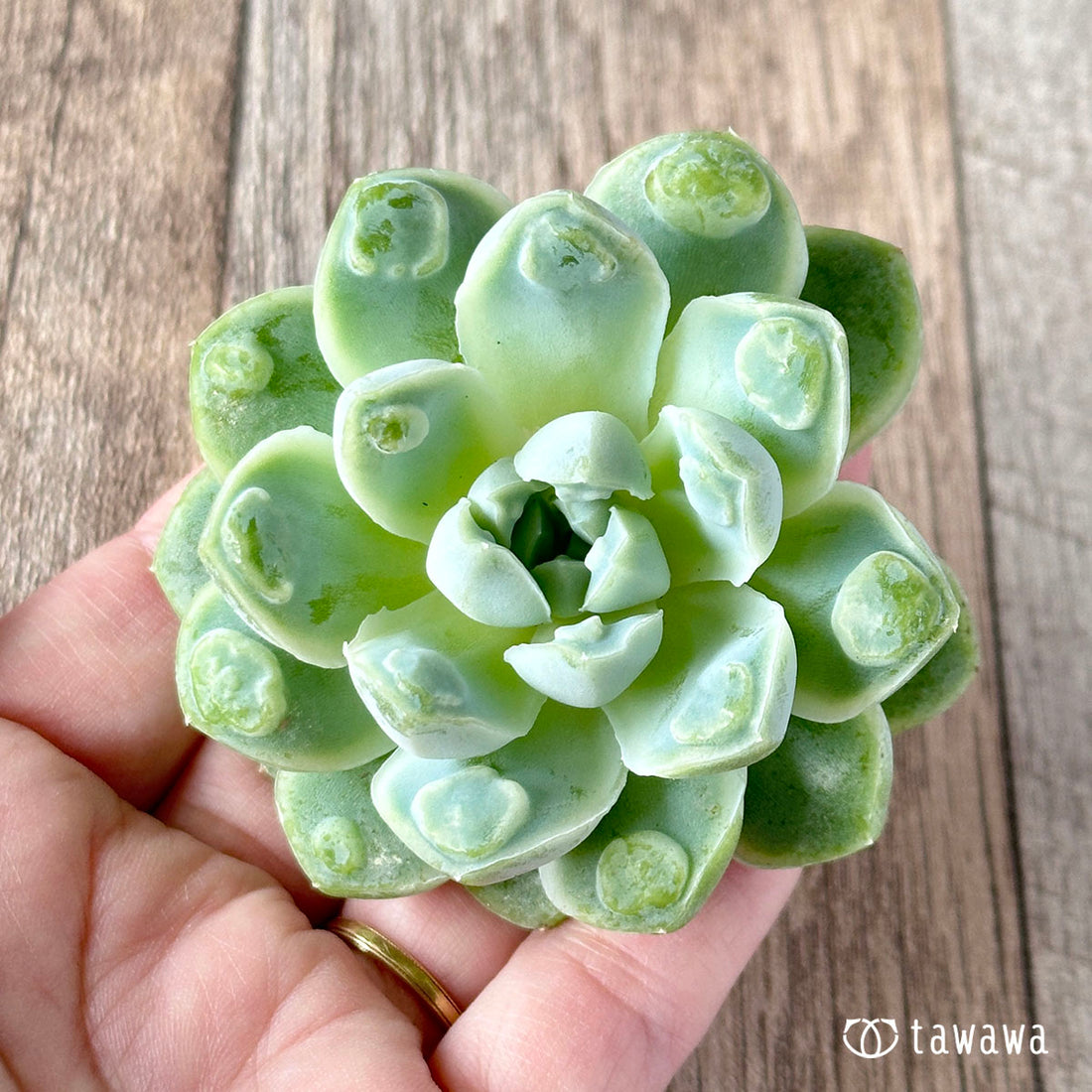 アルビカンス バンプ ①