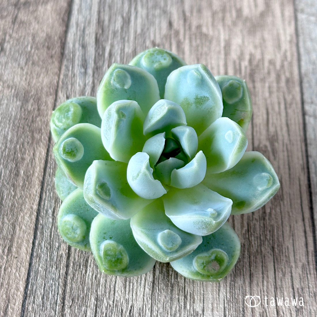 アルビカンス バンプ ②