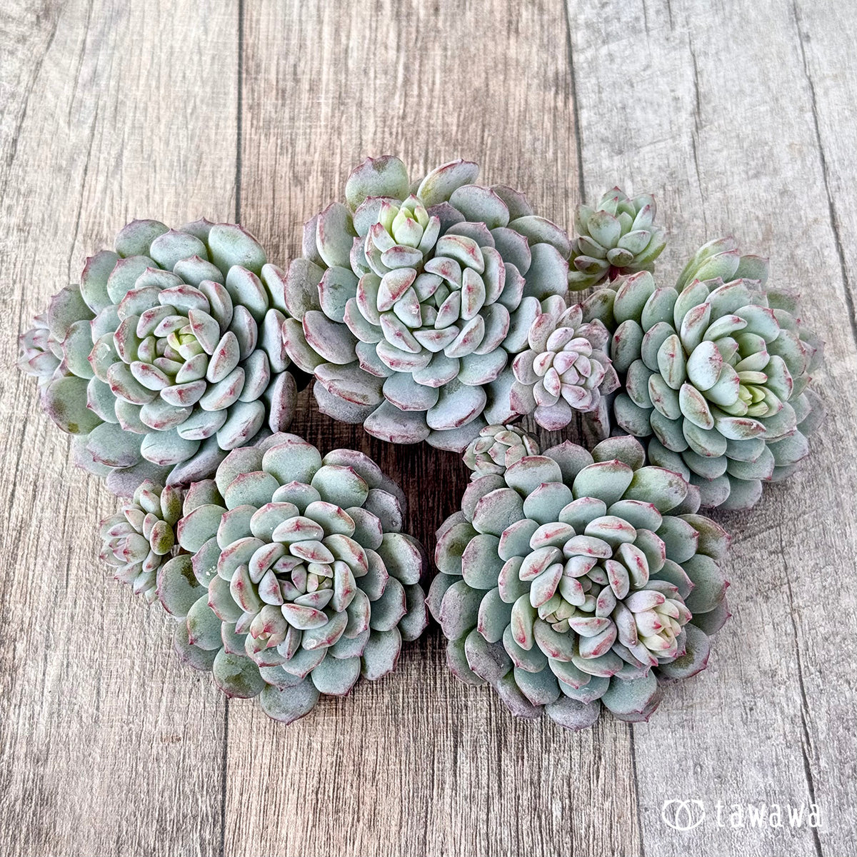 air magic succulents Robin (Air Magic Seedling) – 多肉植物の通販・販売サイト tawawa
