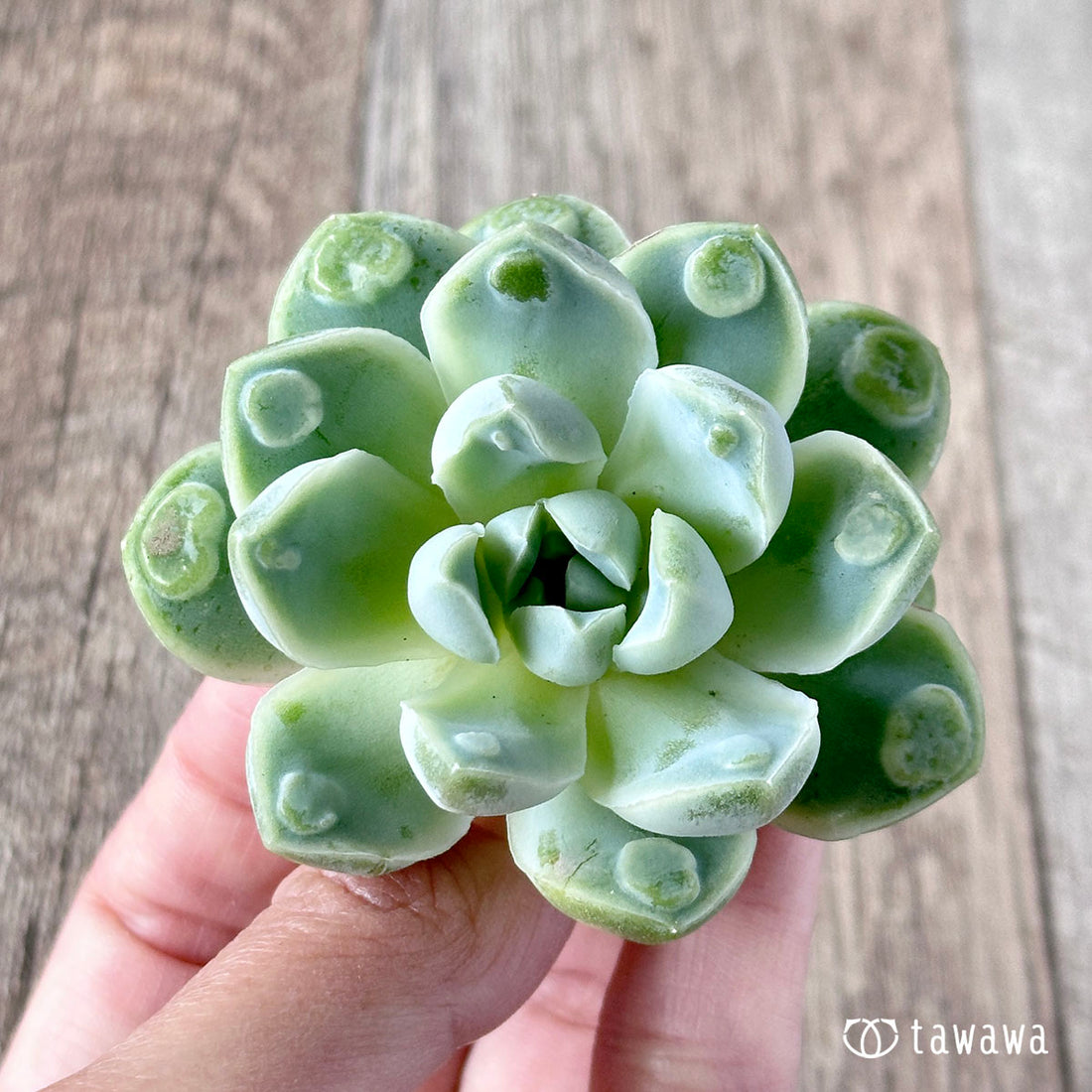 アルビカンス バンプ ②