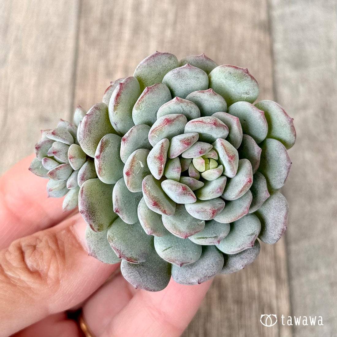 ロビン(エアーマジック苗)