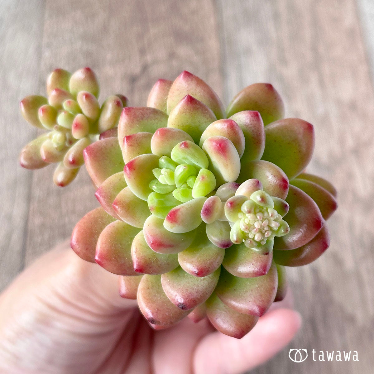샹그릴라