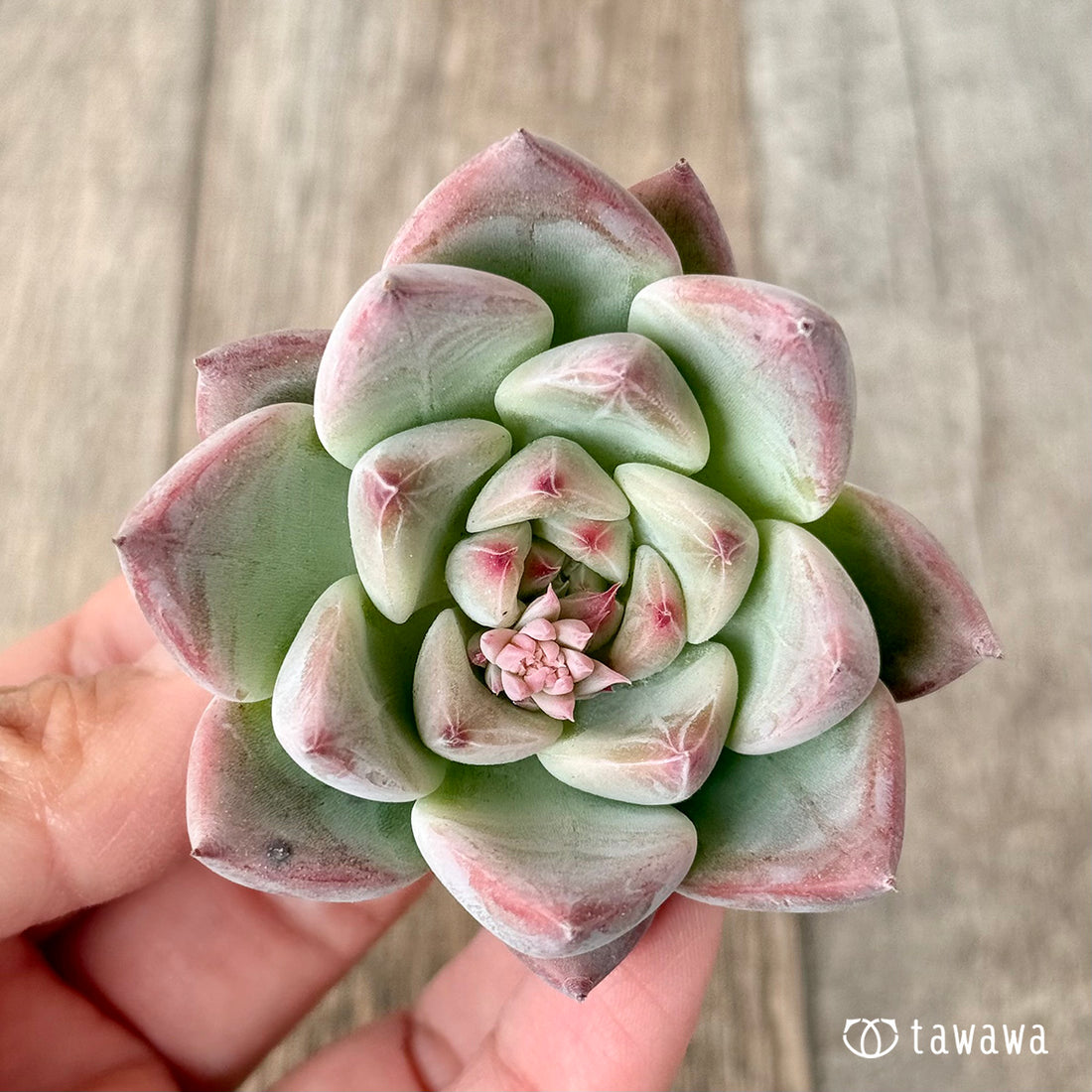 ホワイトシェイキン(エアーマジック苗)